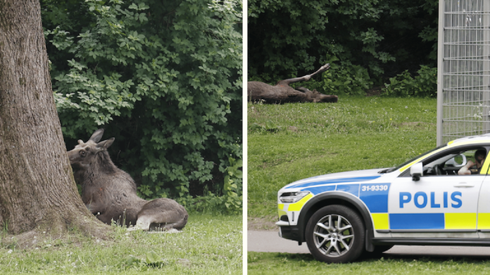 Älgar syntes på Södermalm i Stockholm